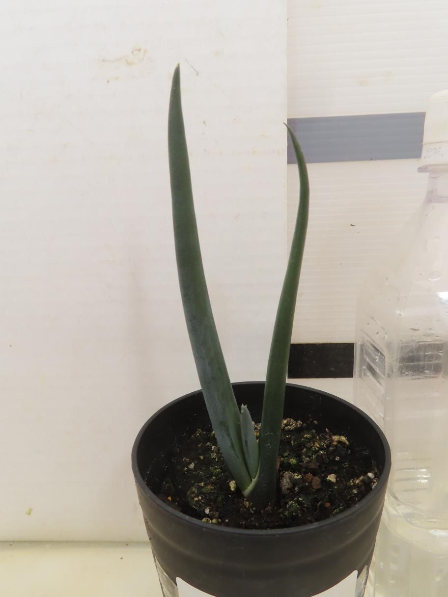 9395 「実生株】アロエ スザンナエ【種から発芽！・成長順調厳選株・Aloe・多肉植物】 - メルカリ