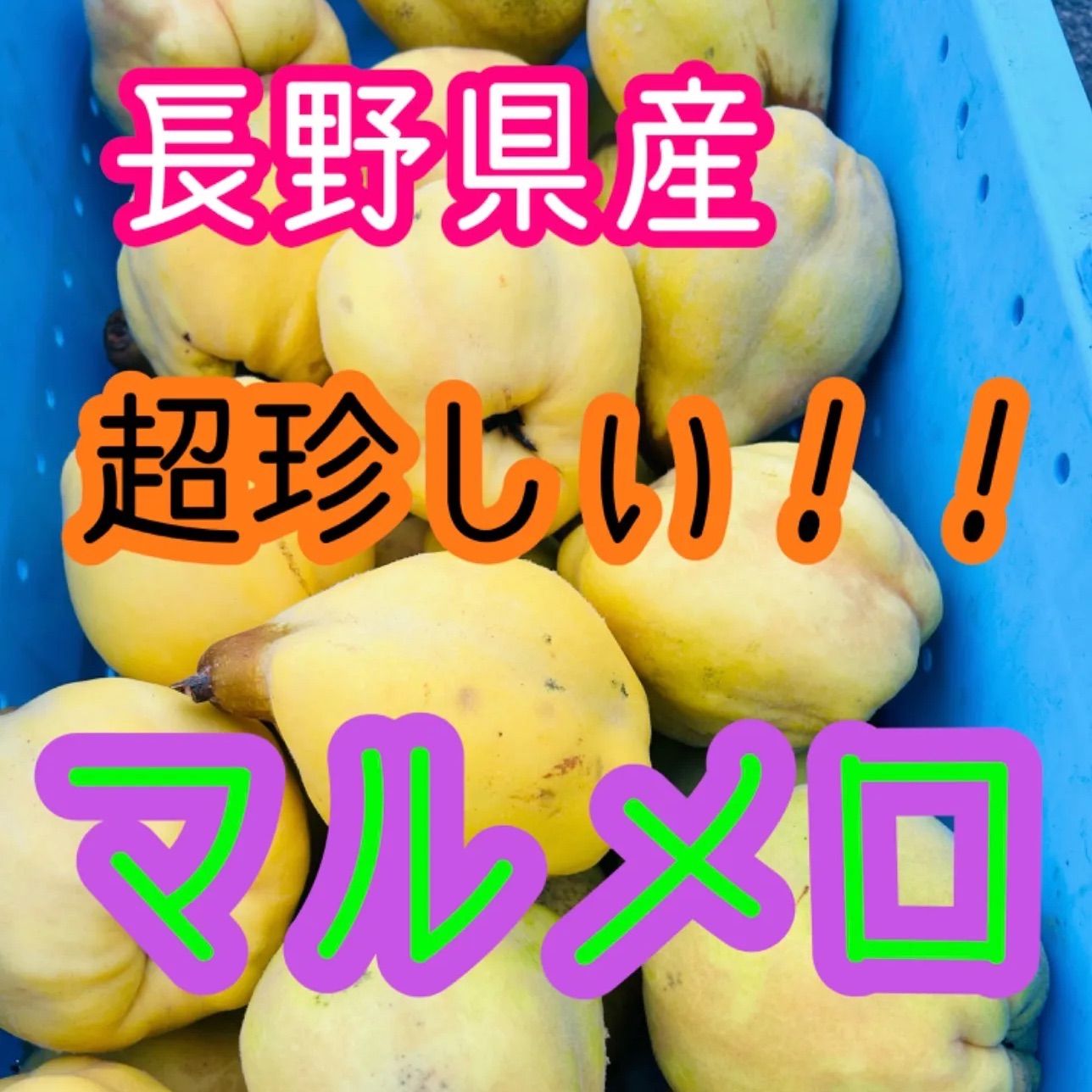 訳あり!長野県産マルメロ 10kg 珍しい果物- メルカリ