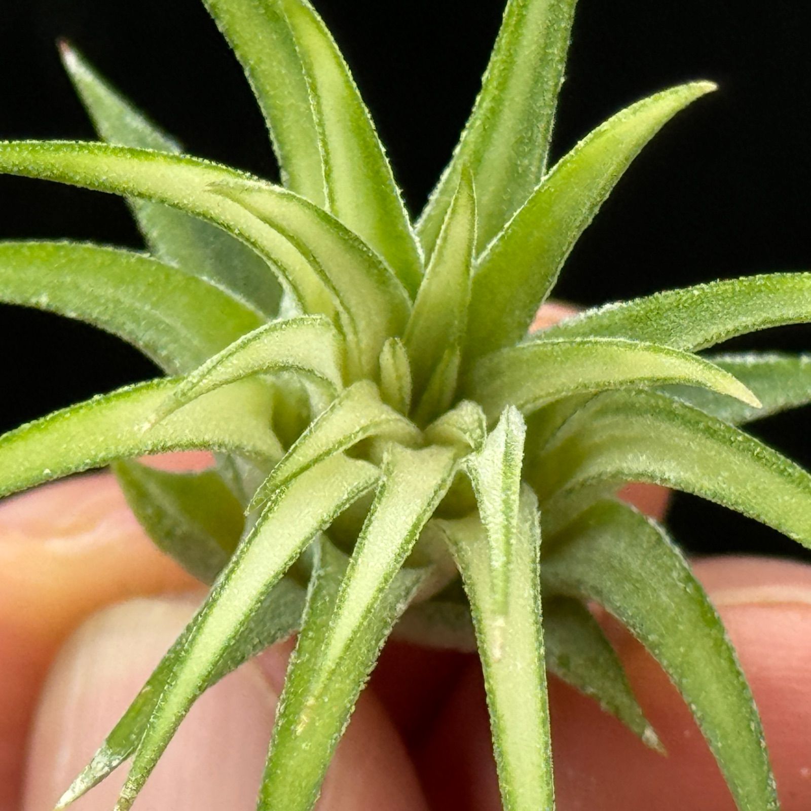 チランジア イオナンタ アルボマルギナータ(アルボマージナータ) Tillandsia ionantha  Albomarginata＊エアプランツ＠フラワーショップ江口 - メルカリ