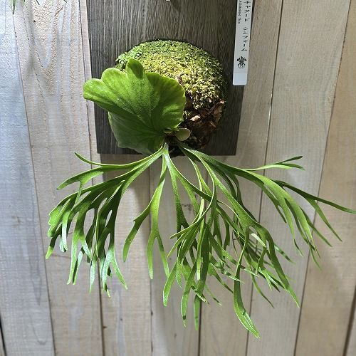 壁掛け
