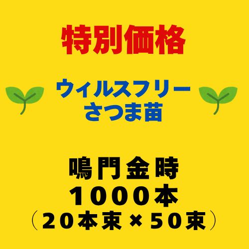 鳴門金時 令和7年度 切り苗 登録品種 PVP ウィルスフリー苗 1000本 50束