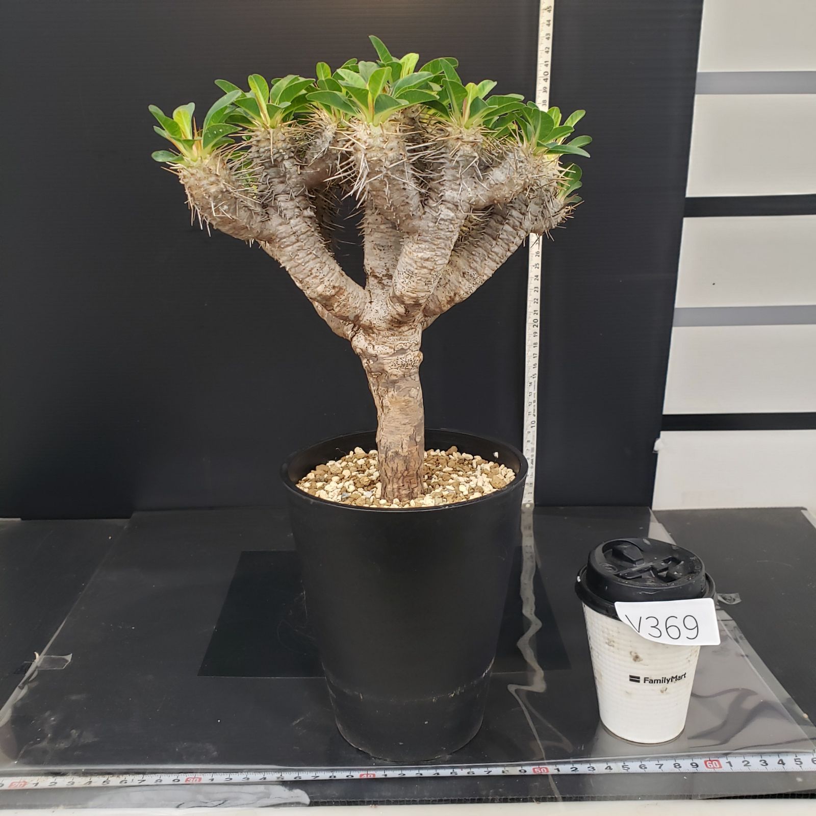 ユーフォルビア　ギラウミニアナ　小型 現地球　発根株（鉢付き） 発根済み ユーフォルビア ギラウミニアナ 鉢付き