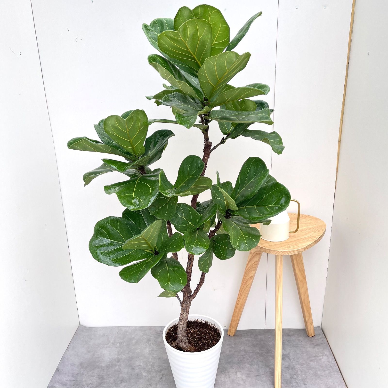 カシワバゴム フィカス リラータ 6 現品 観葉植物 大型 室内