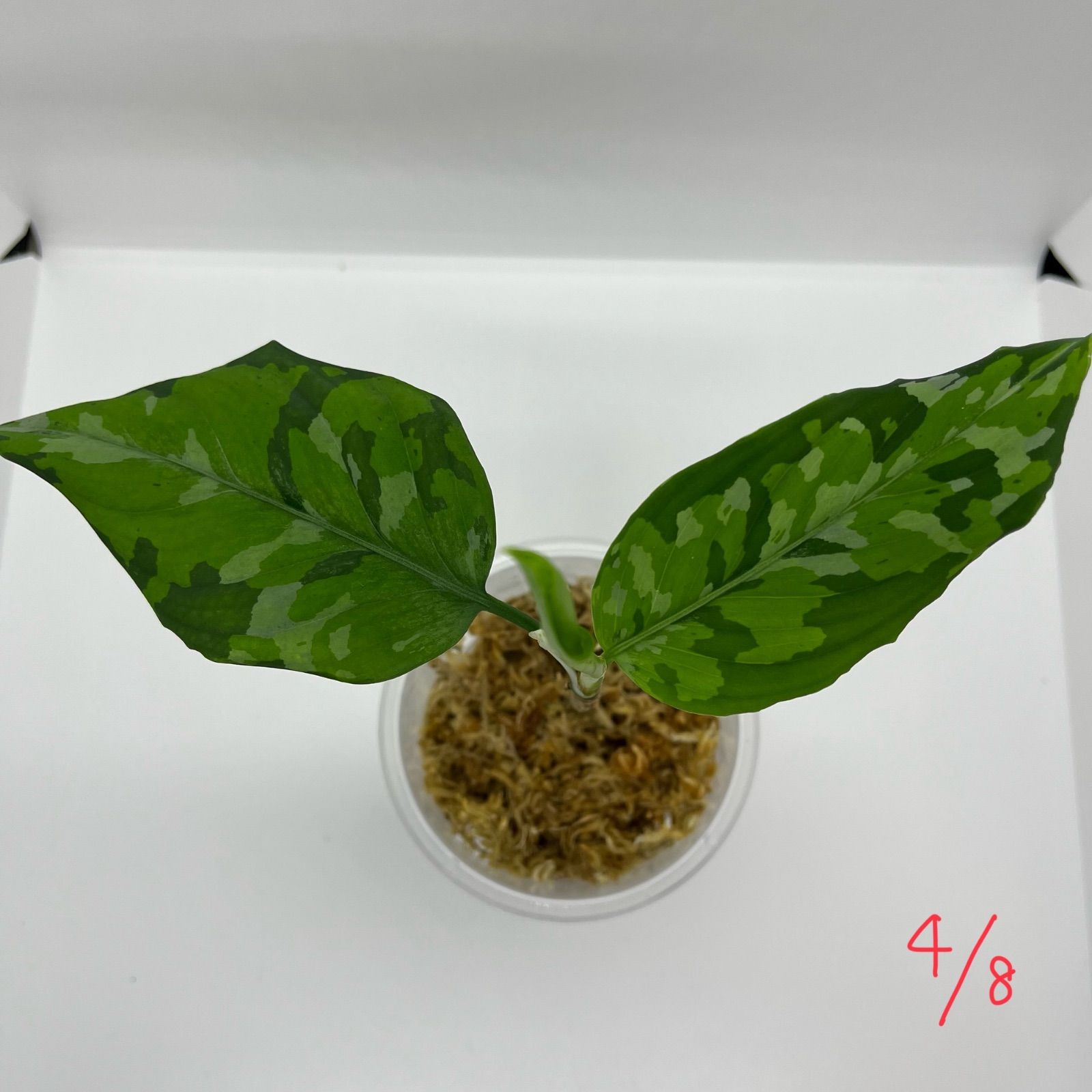2024特集 アグラオネマ  pictum Aglaonema 元祖 ピクタム その他観葉植物