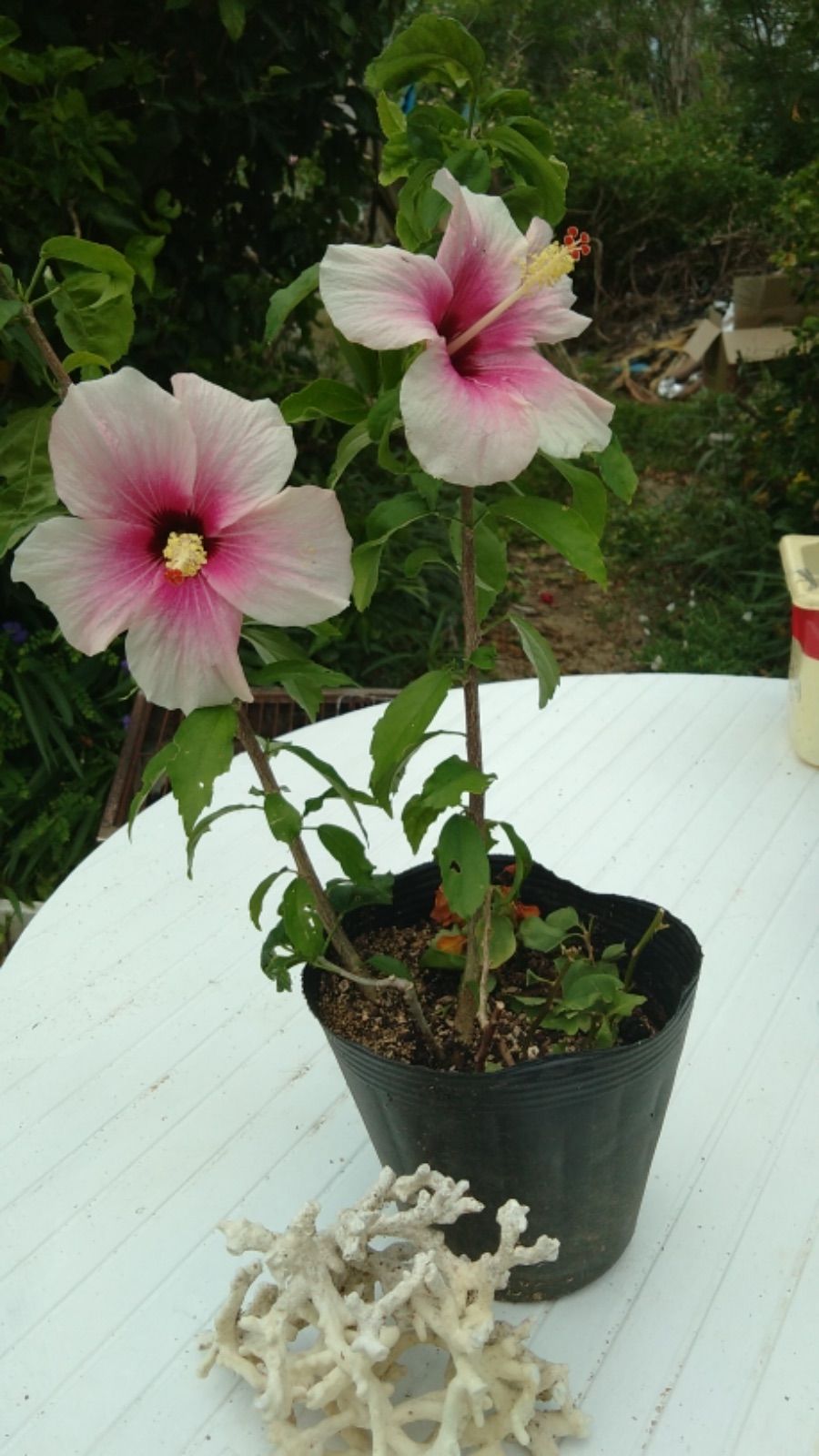 ハイビスカス　バタフライ　苗　ホワイト・白　観葉植物　沖縄　花木