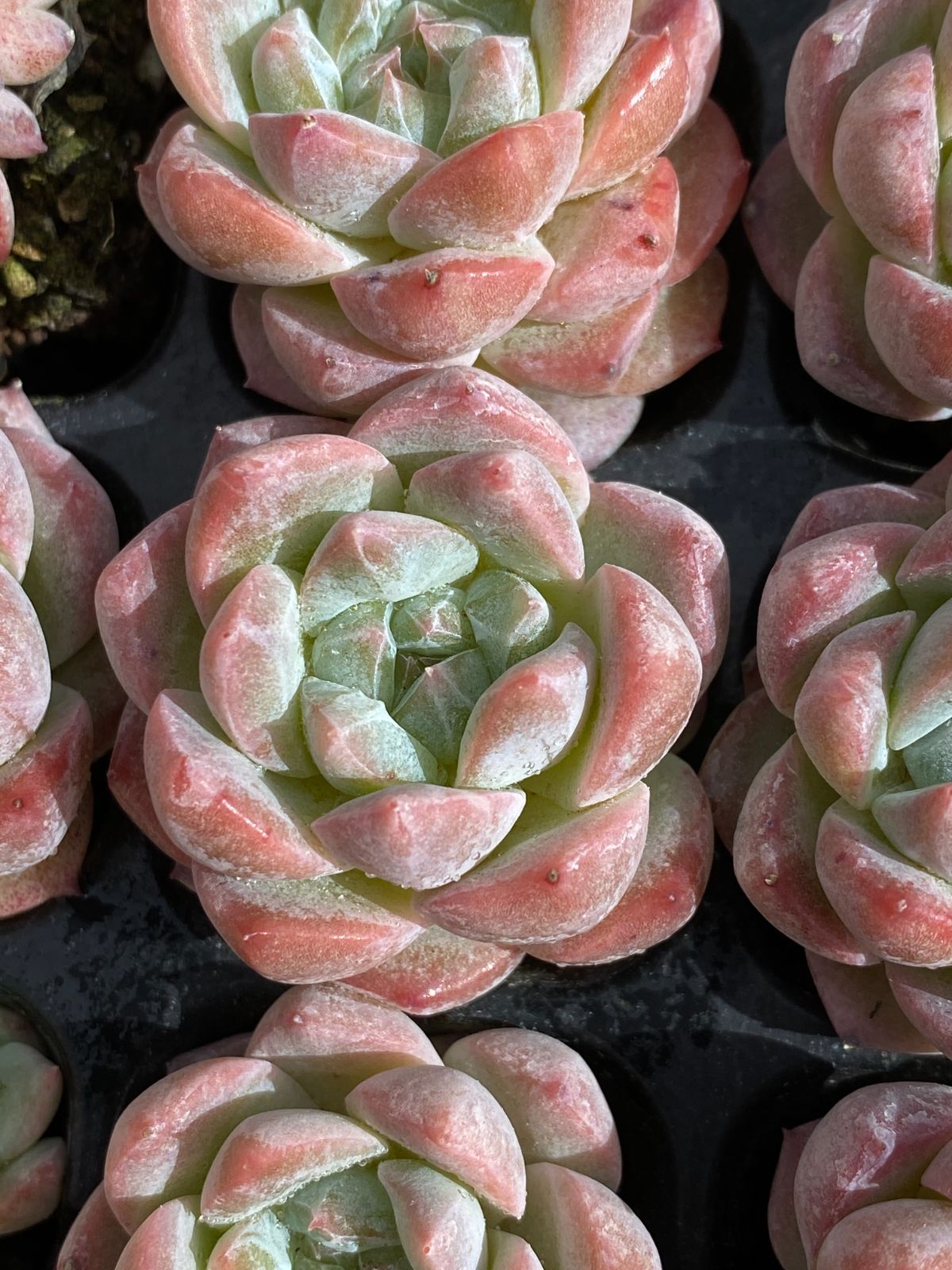 土付き 多肉植物