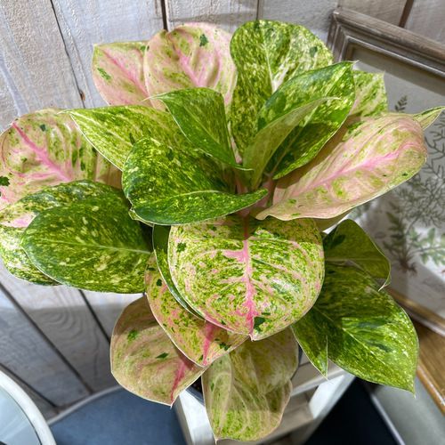 ゲチリス ナマクエンシス 1球 457 フラワー・ガーデニング #64