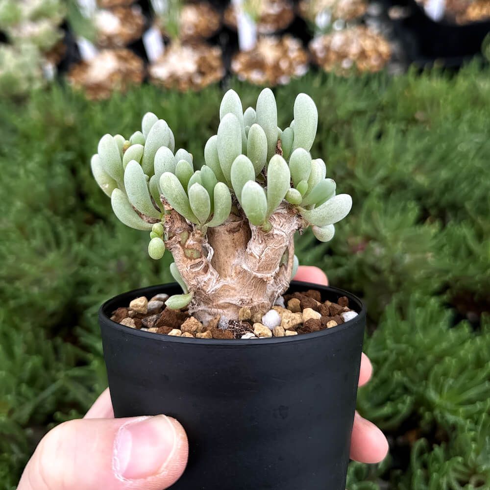 植物 鉢植 オトンナ クラビフォリア 3号鉢 Othonna clavifolia