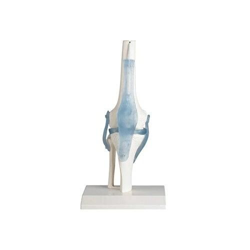 【新品・2営業日で発送】アズワン 膝関節モデル 4552 1個