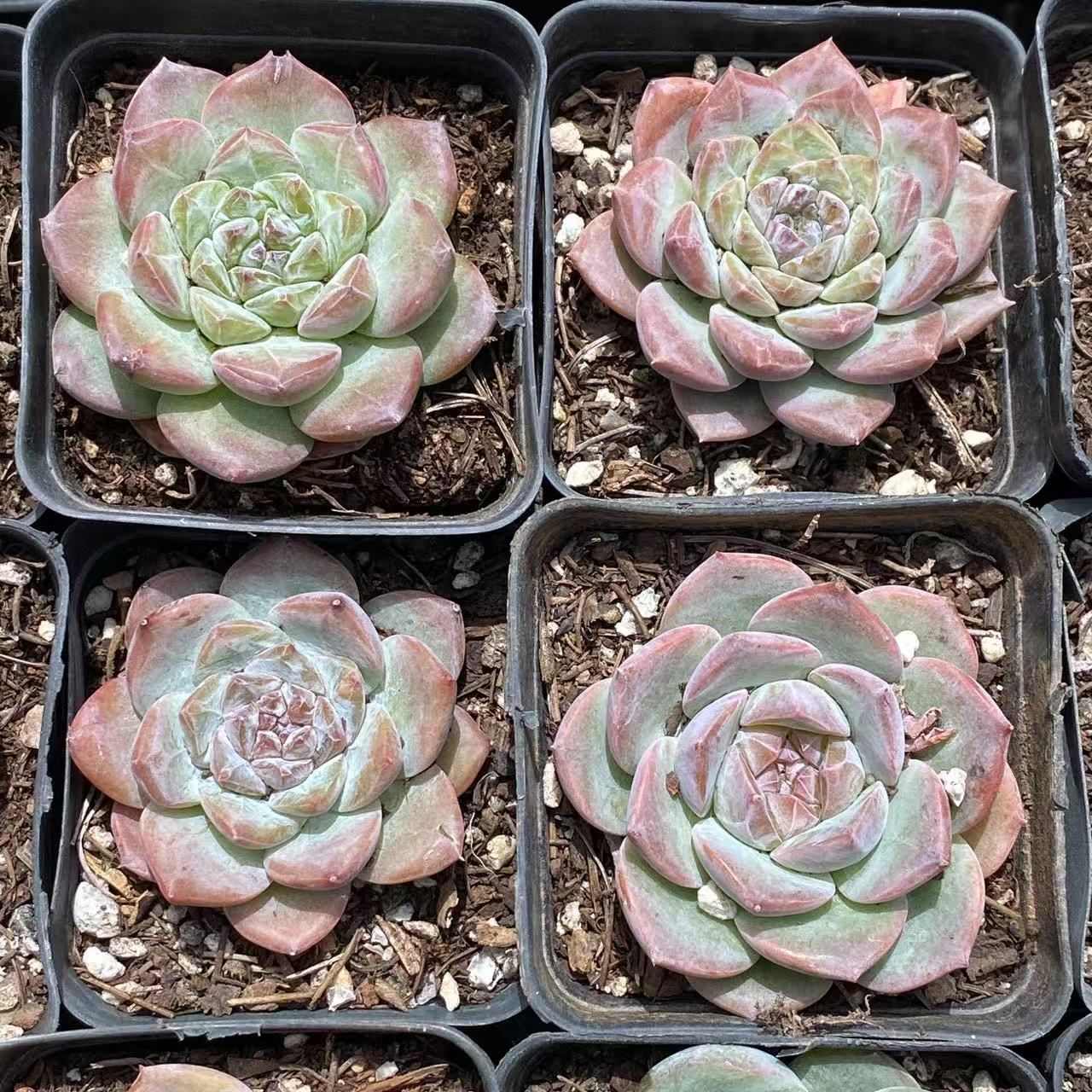 多肉植物 韓国苗 arisu様 Amazon｜多肉植物 エケベリア等 おまかせ韓国苗10種類セット