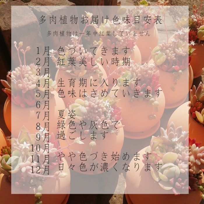 植物おじ本 7冊セット 七宝樹錦 セネシオ Mサイズ5.5cmポット Senecio Articulatus v