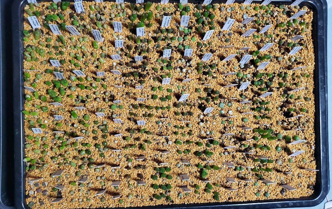 コノフィツム　おまかせ種子20種類　10粒ずつセット コノフィツム おまかせ種子20種類 10粒ずつセット