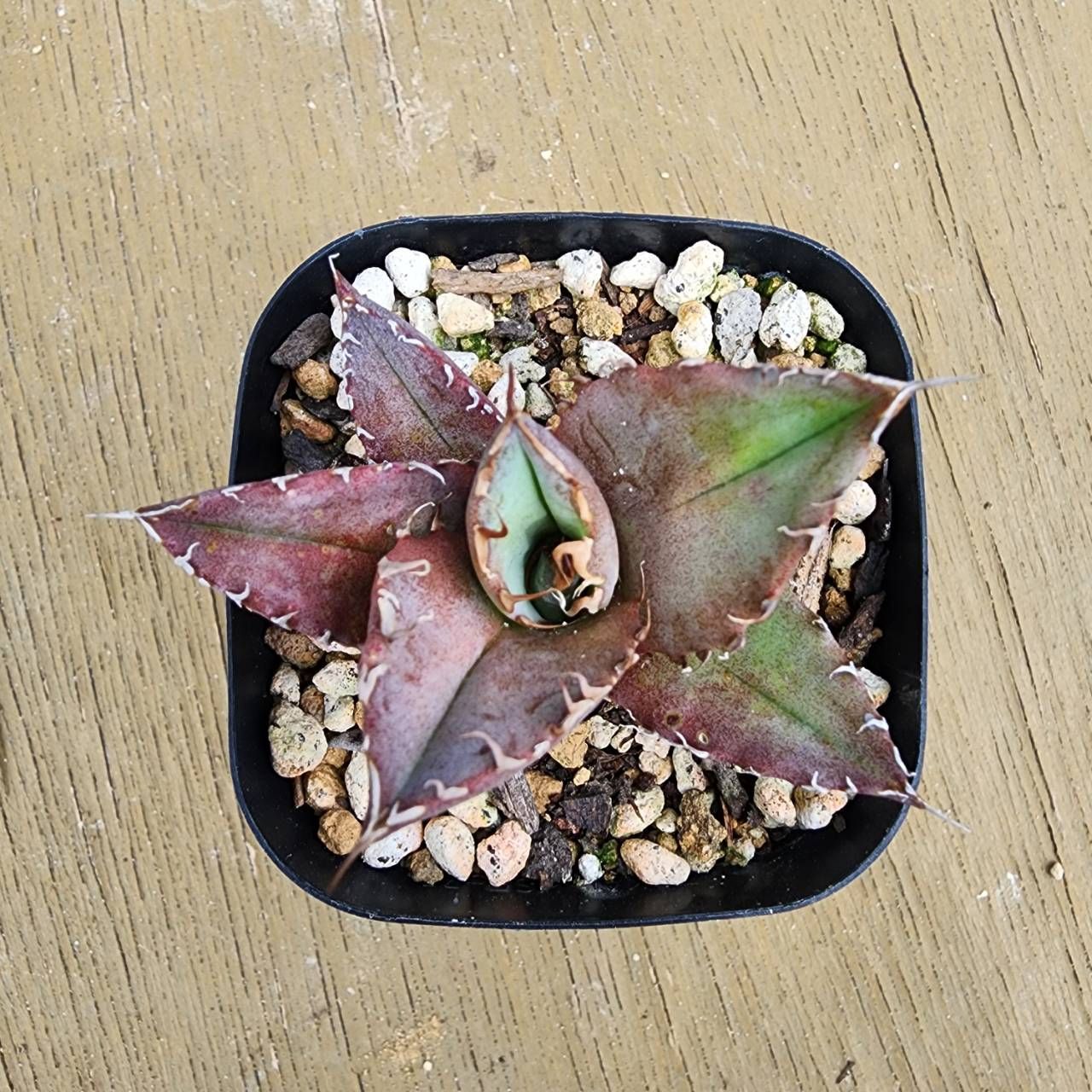 抜き苗】アガベ チタノタブルー Agave titanota 'Blue' 2025-4-11-Atb1