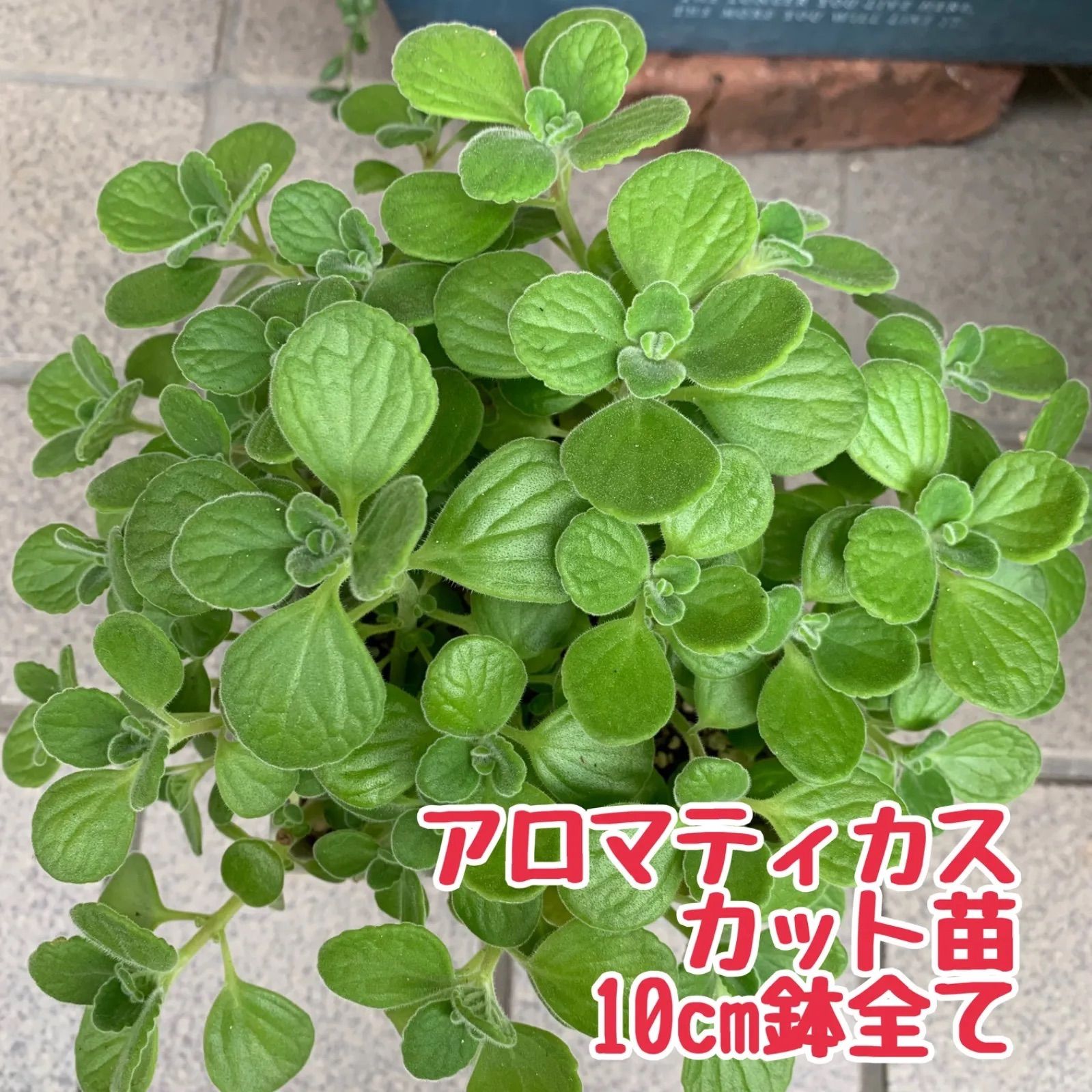 アロマティカス カット苗 焦げ臭く