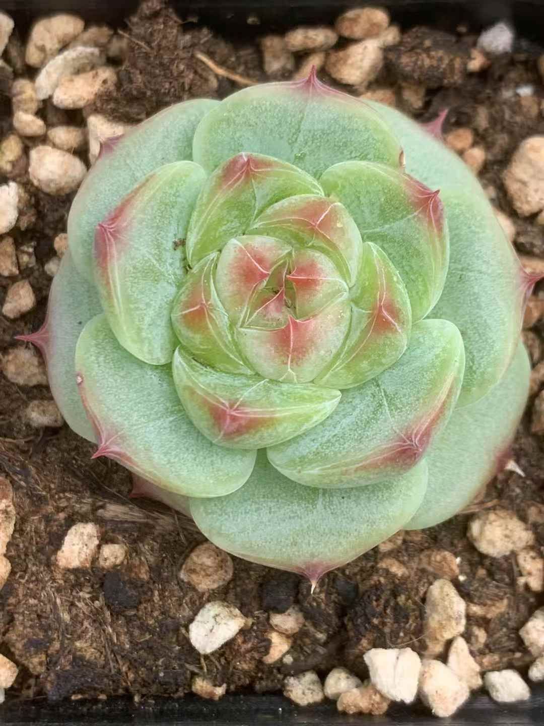 54株の抜き苗セット グリーンフラワー ハイブリッド 多肉植物 佐川急便発送 エケベリア 韓国苗 LX43