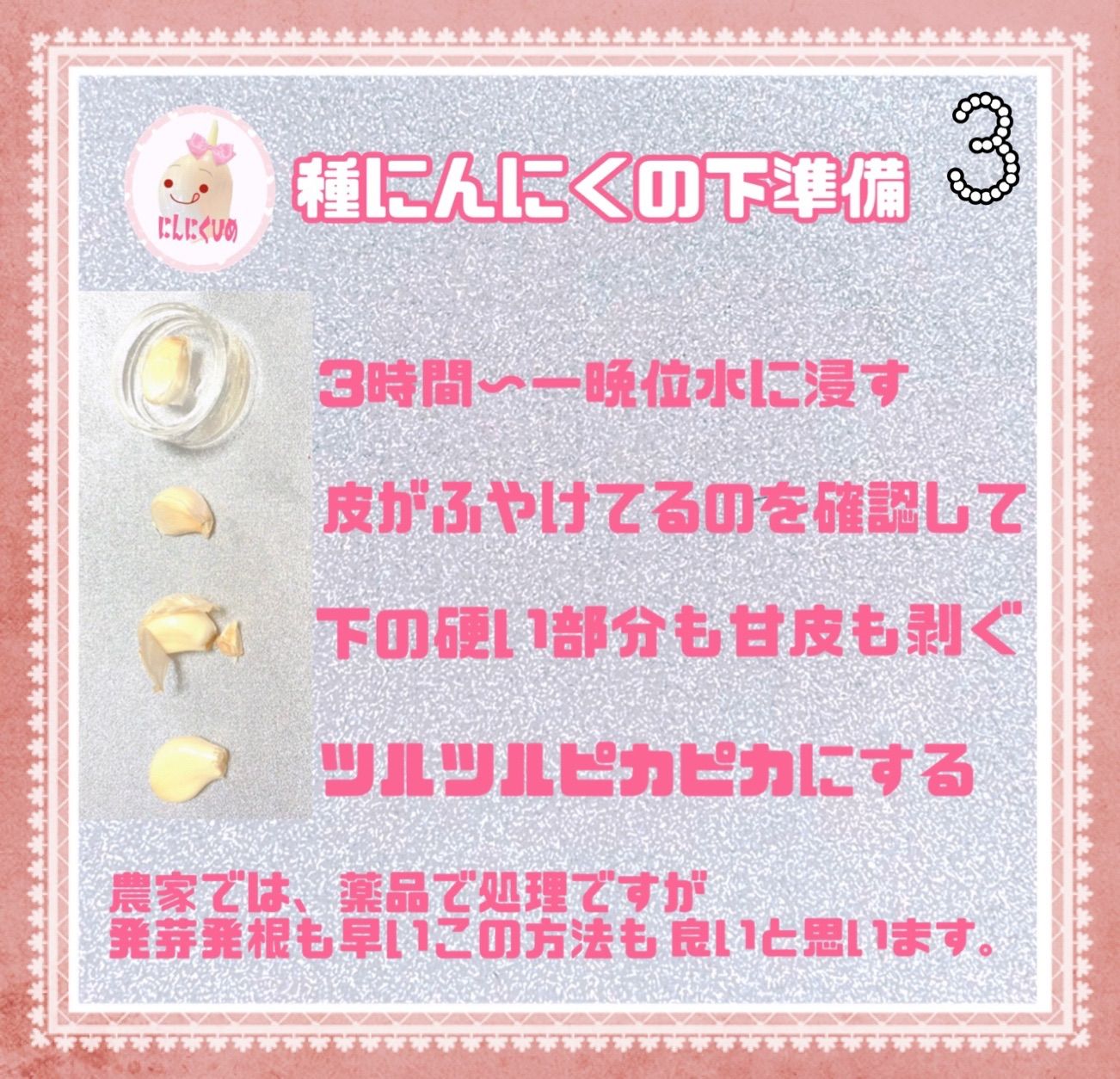 36球分　金郷種　最強かも？　食用兼用　バラシて即出荷　にんにくひめ　にんにく 9球分 金郷種 最強かも？ 食用兼用 バラシて即出荷 にんにくひめ