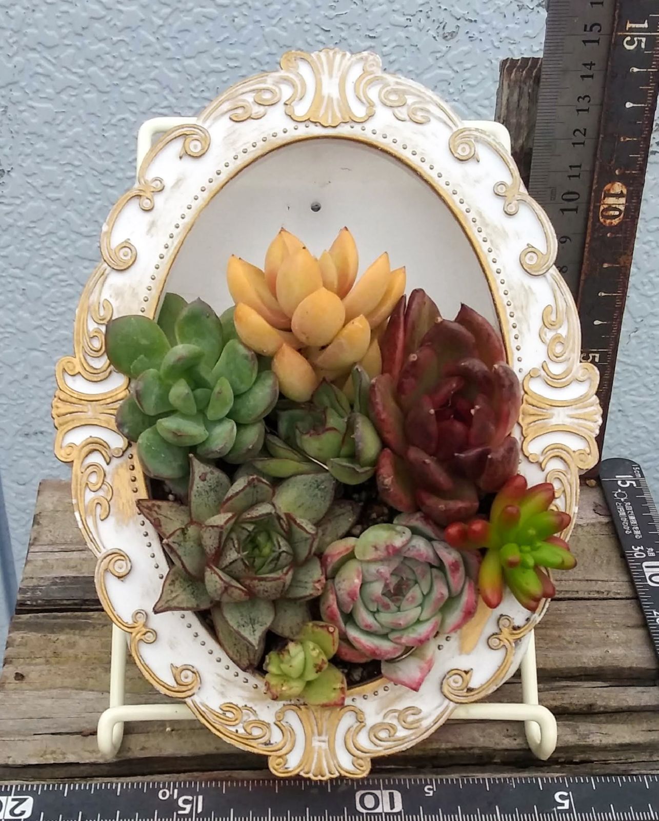 ★★壁掛け❤️★寄せ植え★このまま飾れます★多肉植物★★ ☆寄せ植え用セット☆ 新入荷 | るる農園~多肉植物専門
