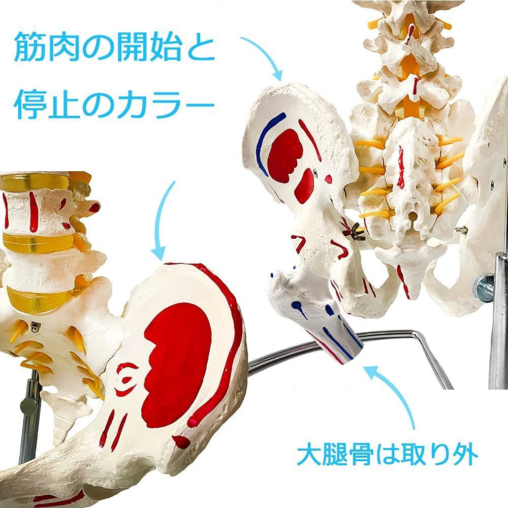 迅速発送】timiland 脊椎 模型 可動式 脊椎骨盤模型 人体模型 実物大 脊柱模型，筋の起始・停止部を着色 - 脊柱可動型モデル，大腿骨 ，筋・起始／停止表示付 脊髄 背骨 腰椎 股関節 医学 教材 【90cm スタンド付き】 - メルカリ