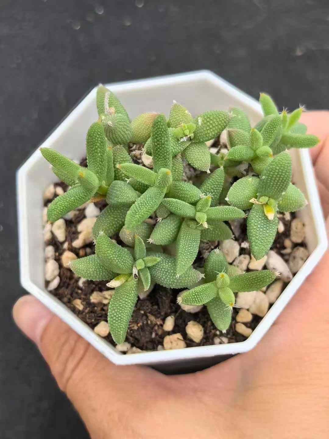 32鉢の土鉢付きセット トリコディアデマ イントンサム 多肉植物 佐川急便発送 エケベリア 韓国苗 MY722