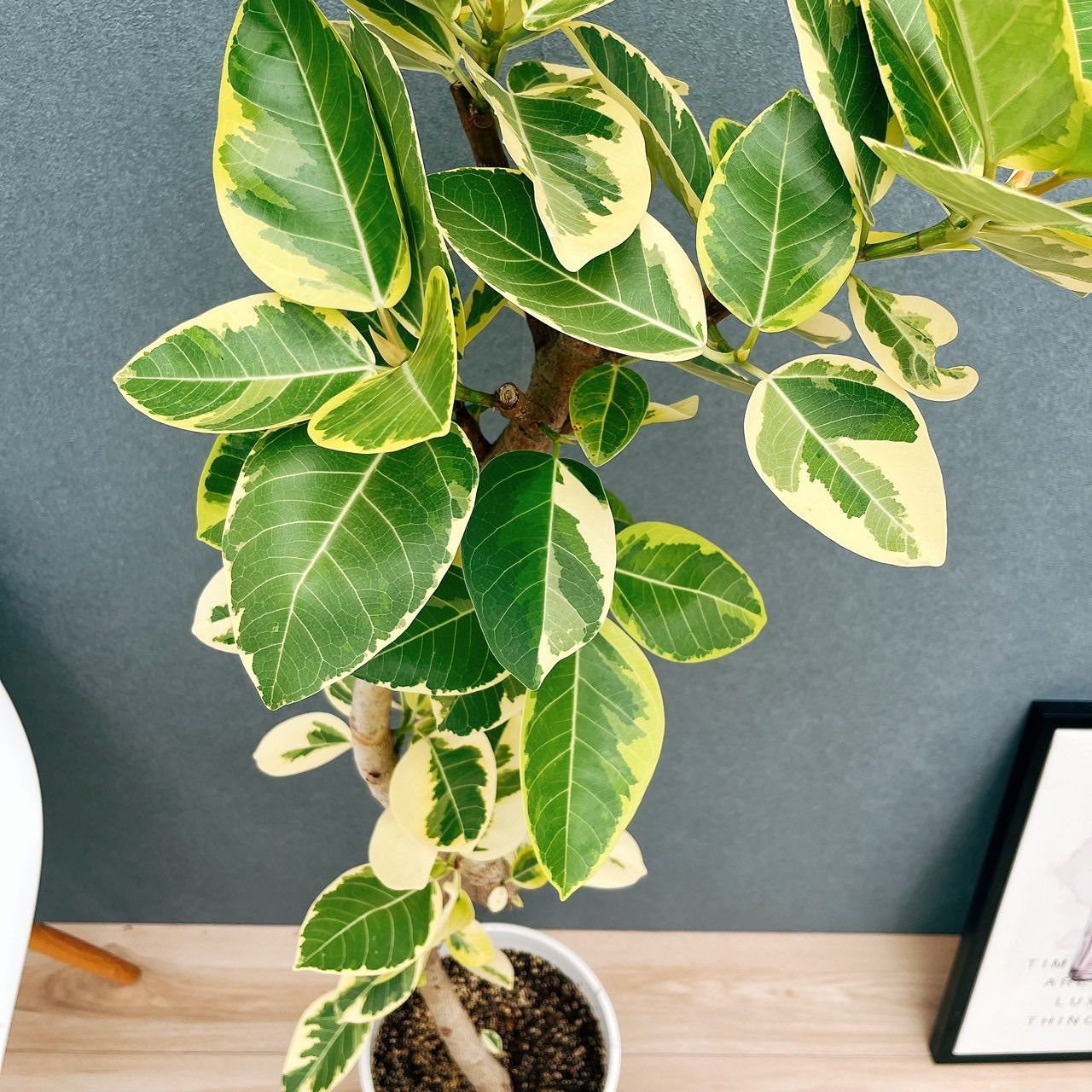 現品］12番 フィカス アルテシマ 曲がり 8号 観葉植物 室内 販売 大型