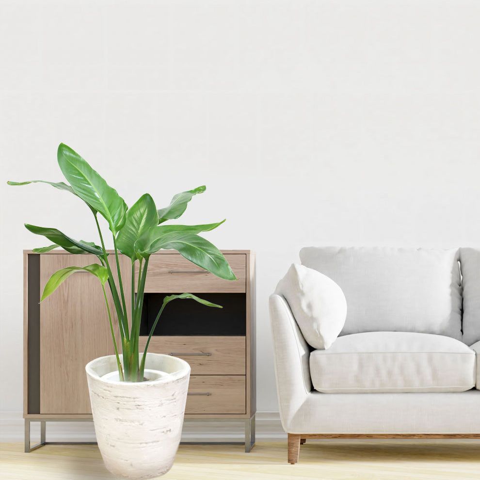 オーガスタ 観葉植物 白い鉢 オーガスタ 7号 ホワイトスクエア陶器鉢SW 土の表面:ウッドチップ