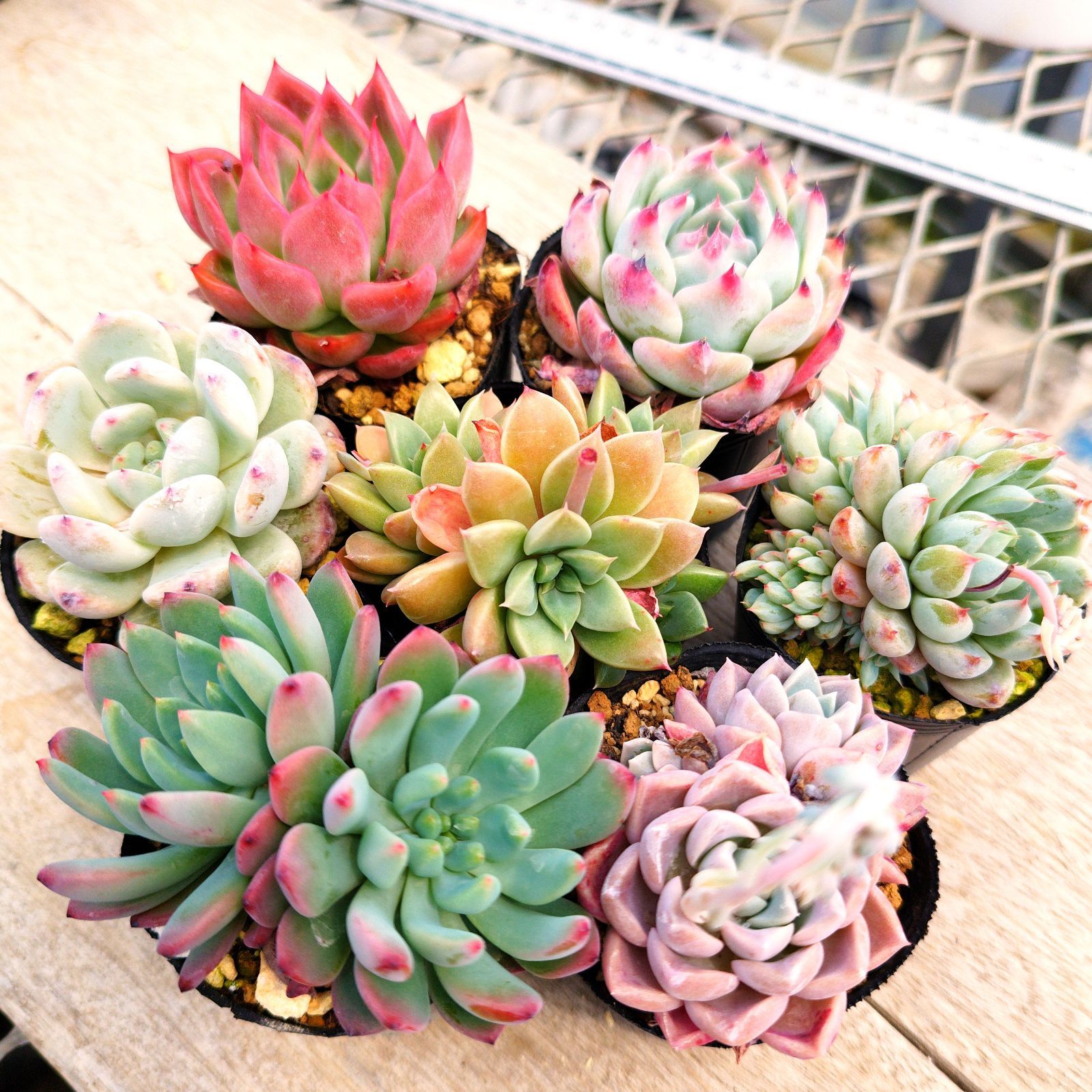 確認用 アエオニウム 6種類セット 確認用 アエオニウム 6種類セット