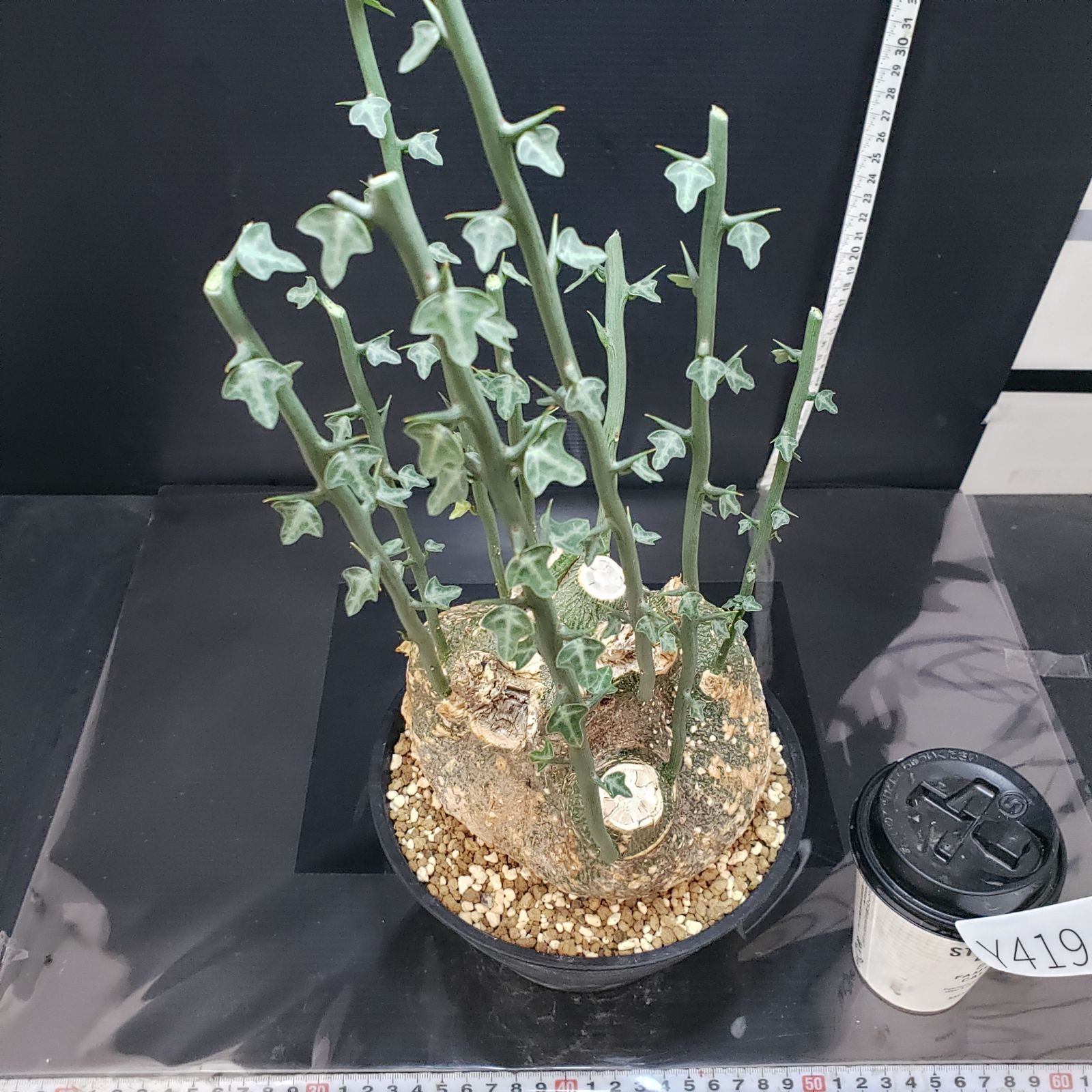 アデニア・プセウドグロボーサ（現地株、発根済み） 現地球 塊根植物