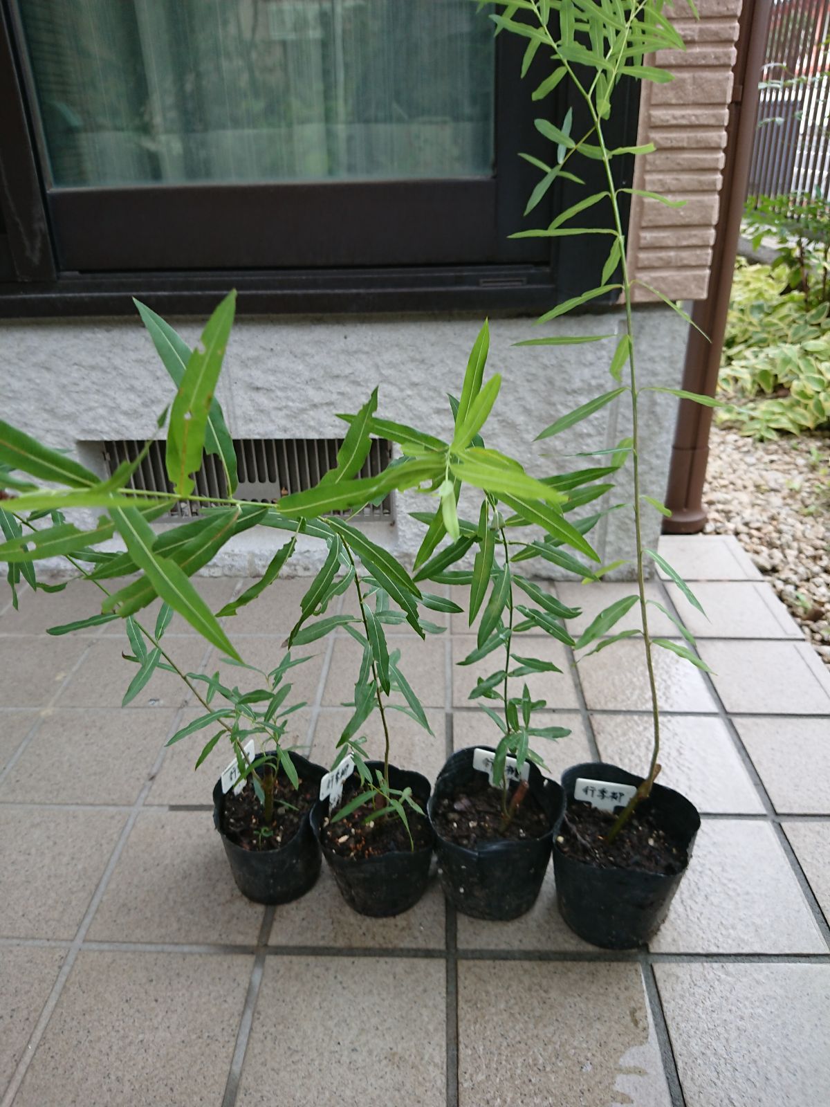 お中元 お歳暮 お年賀 夏 冬 年末年始のご挨拶 ギフト 通販な 行李柳 苗 - メルカリ 小物入れ