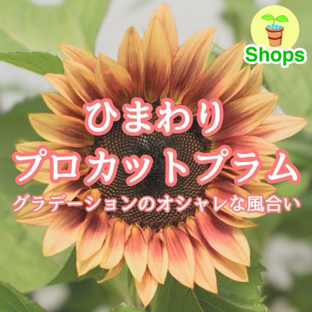 お花の種】ひまわり☆向日葵 プロカットプラム 約10粒！ - メルカリ
