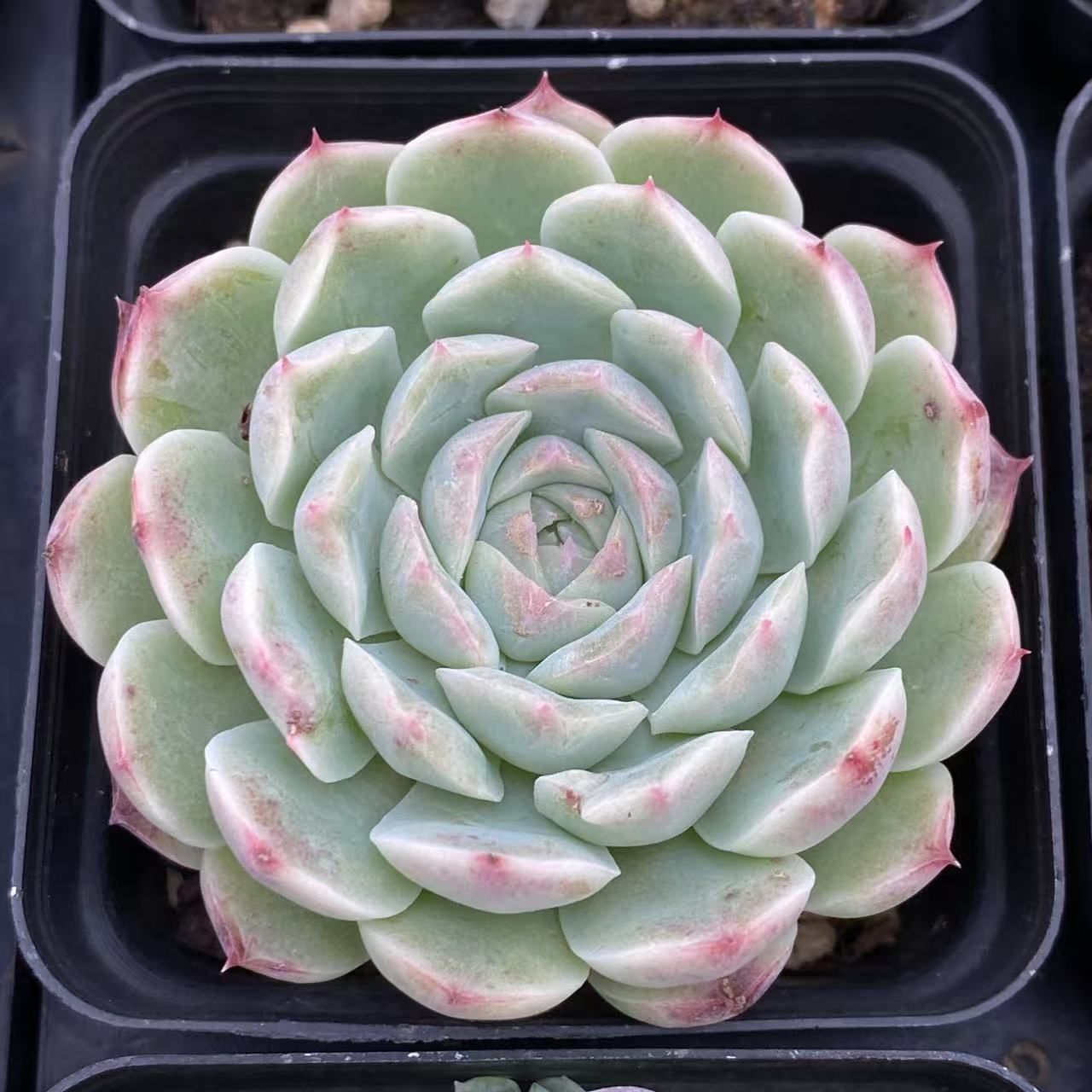 専用出品 エケベリア コレクション 多肉植物 エケベリア 7種セット cc4 抜き苗 - メルカリ