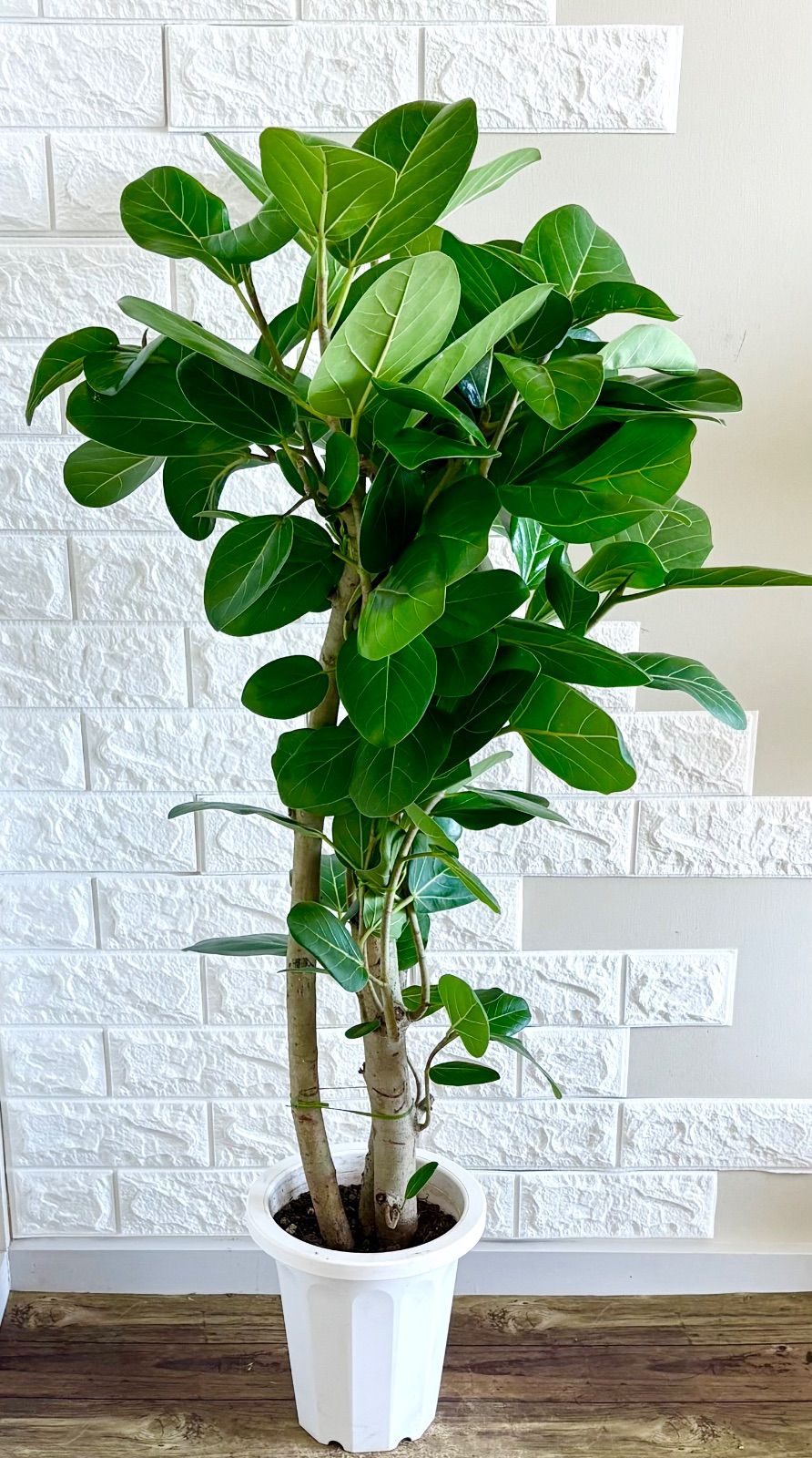 フィカスベンガレンシス⭐️3本立ち