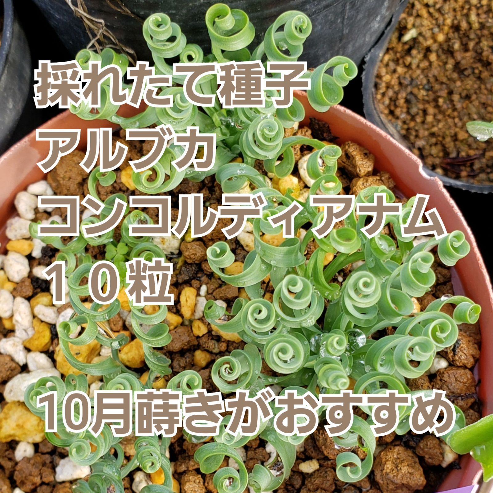 蒔き時です！ 種子 １０粒 くるくる植物 アルブカ コンコルディアナ ケープバルブ 多肉植物 実生用