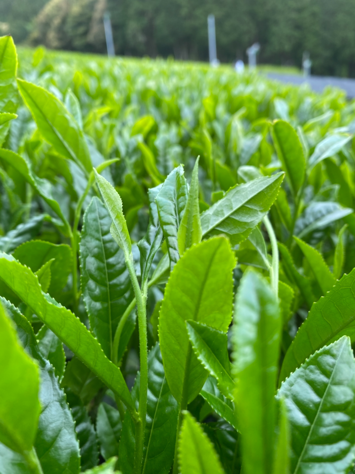 令和6年1番茶（新茶）　農薬不使用　そのぎ玉緑茶　オリジナルブレンド