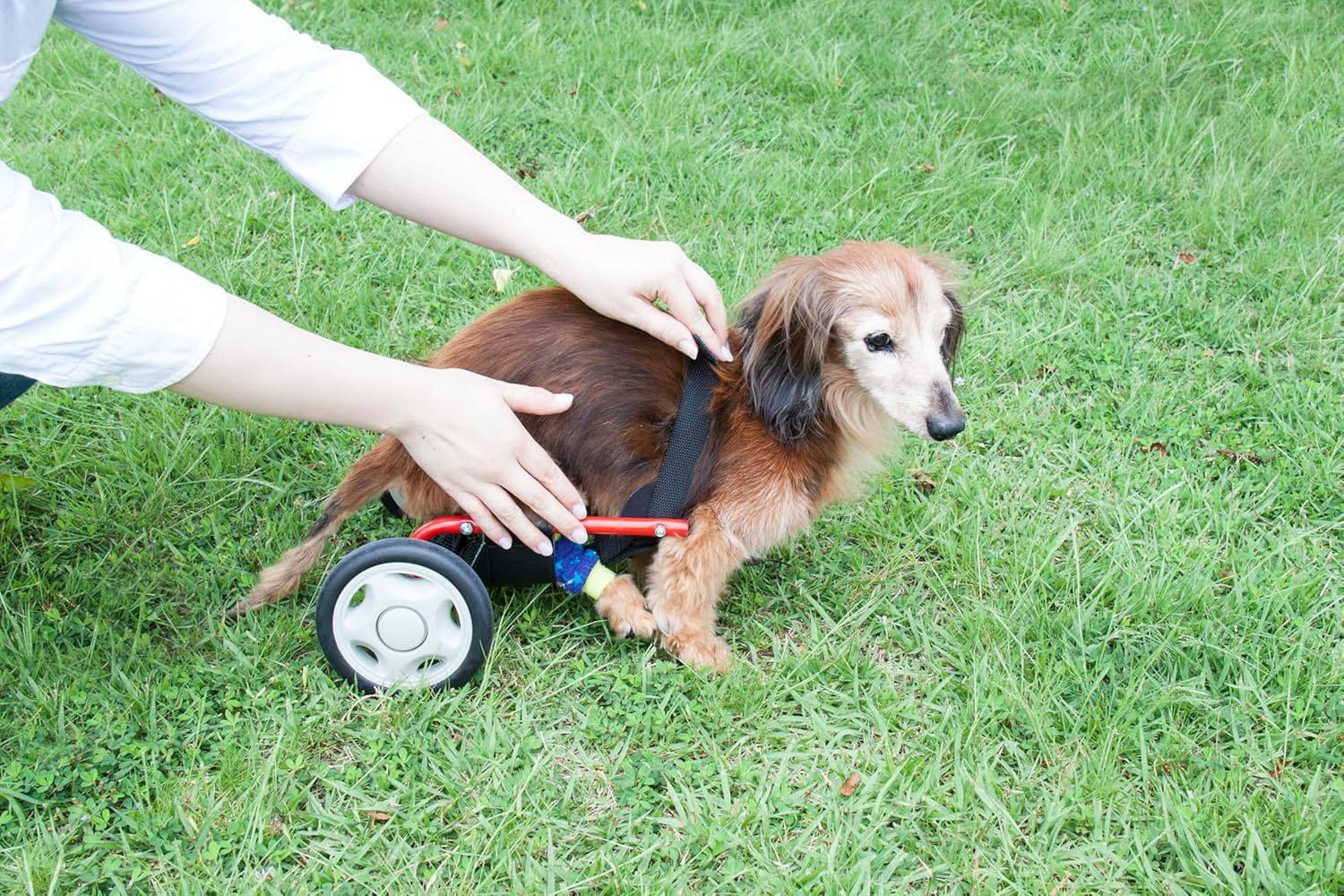 ドッグウォーカー　犬用車椅子　ミニチュアダックスフンド 専用 Amazon | パレットライフ 犬用車椅子 ミニチュアダックス専用