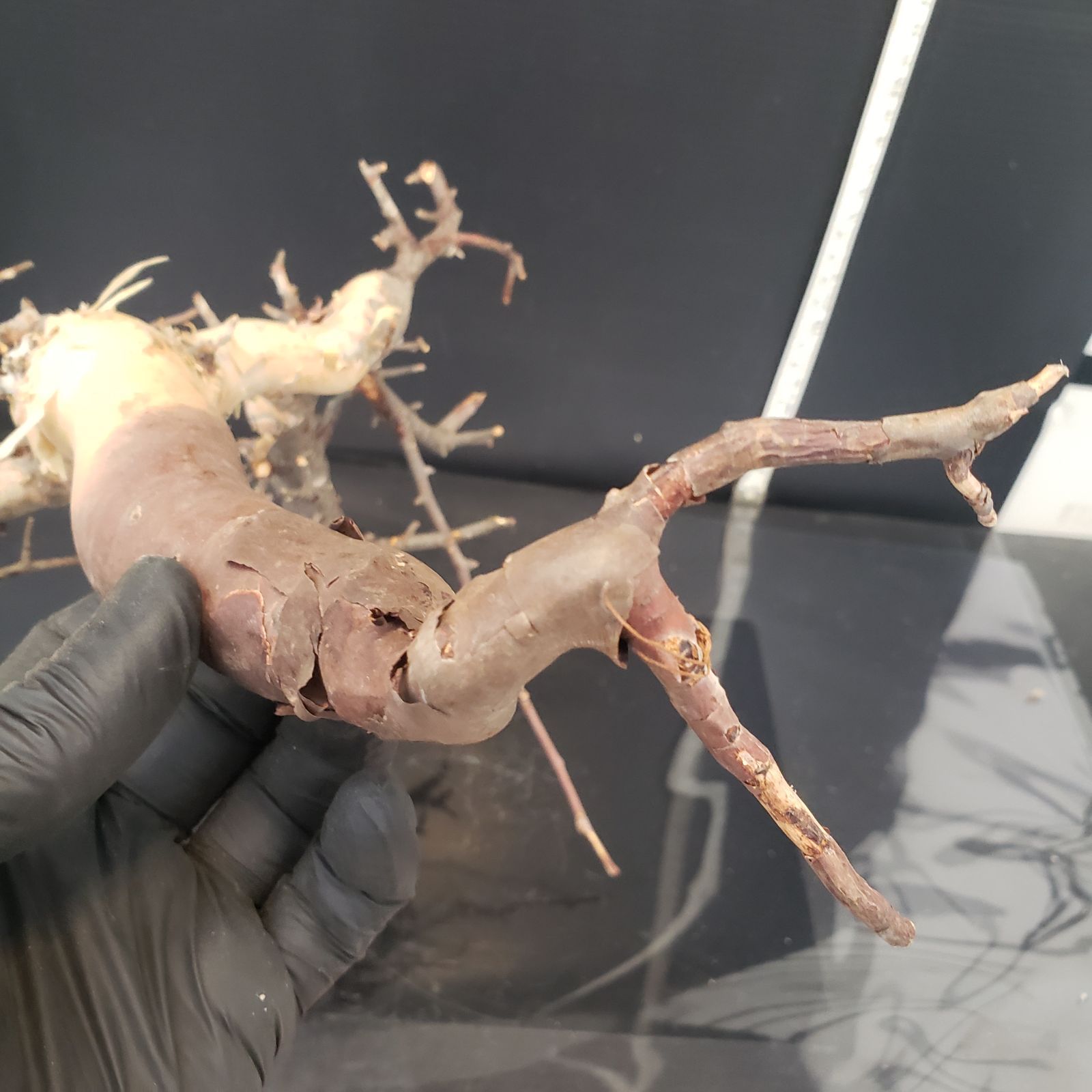 Commiphora カタフピュア