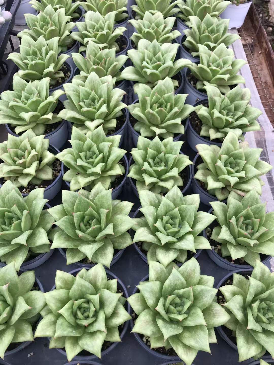 SKL1207×36 バラ 抜き苗 多肉植物 アエオニウム エケベリア 韓国苗