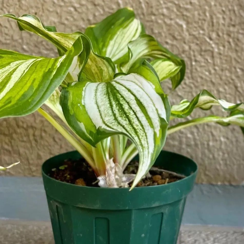 ギボウシ ホスタ 斑入り 抜き苗 芽5個 - メルカリ