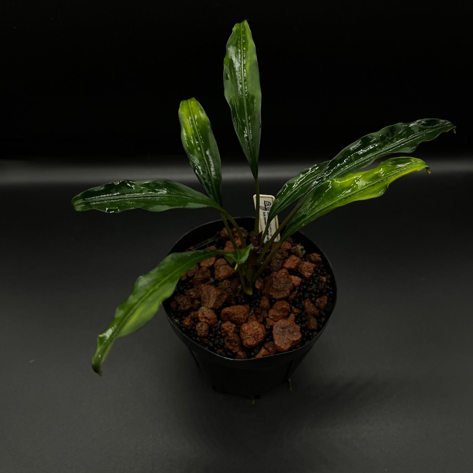 Bucephalandra pubes Sekadau2 Kab.Sekadau TB ブセファランドラ プベス スカダウ2