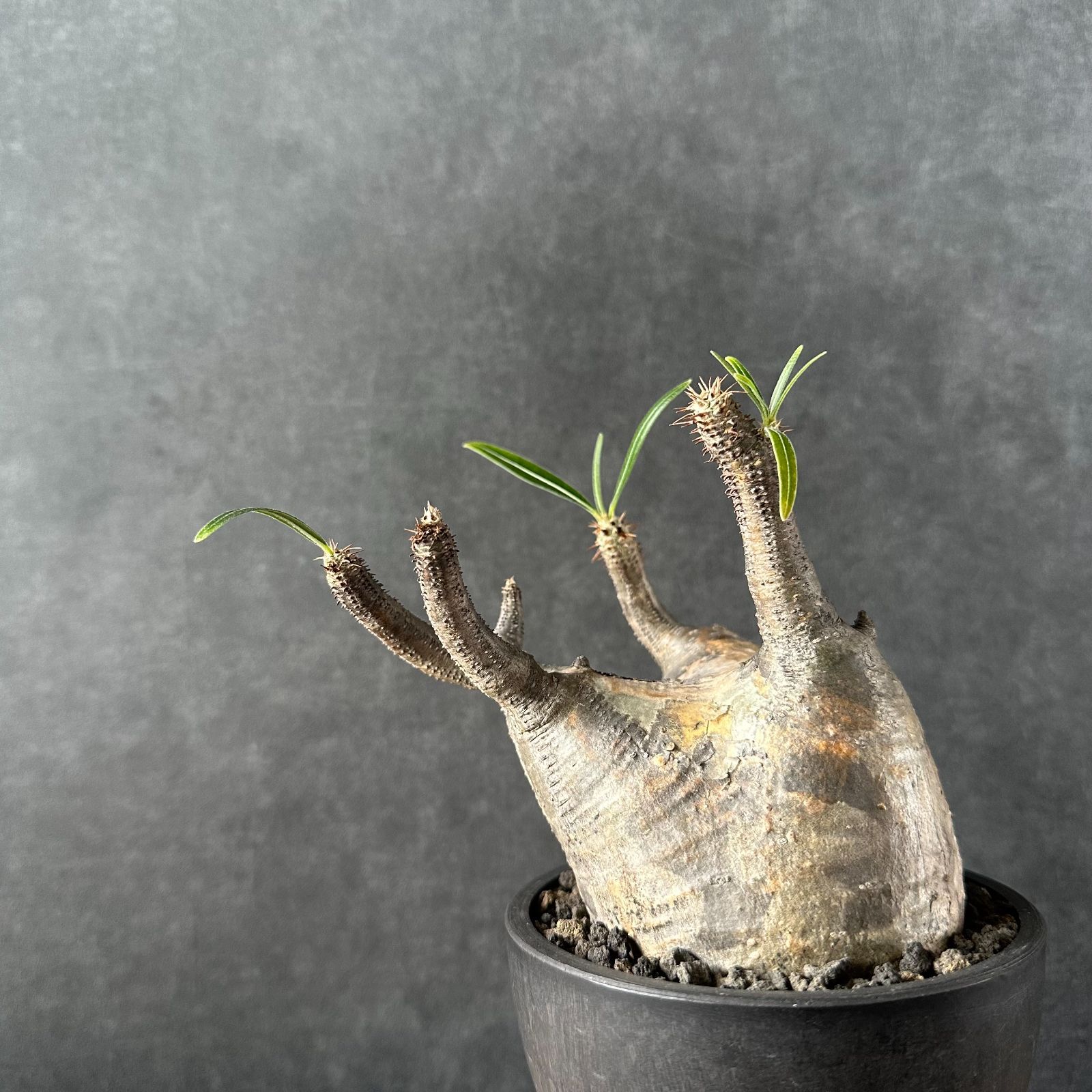 ぐ*ん様 発根済 パキポディウム グラキリス 現地球 良型 塊根植物 コーデック 植物】パキホディウム グラキリス 大株 現地球 発根済み 塊根