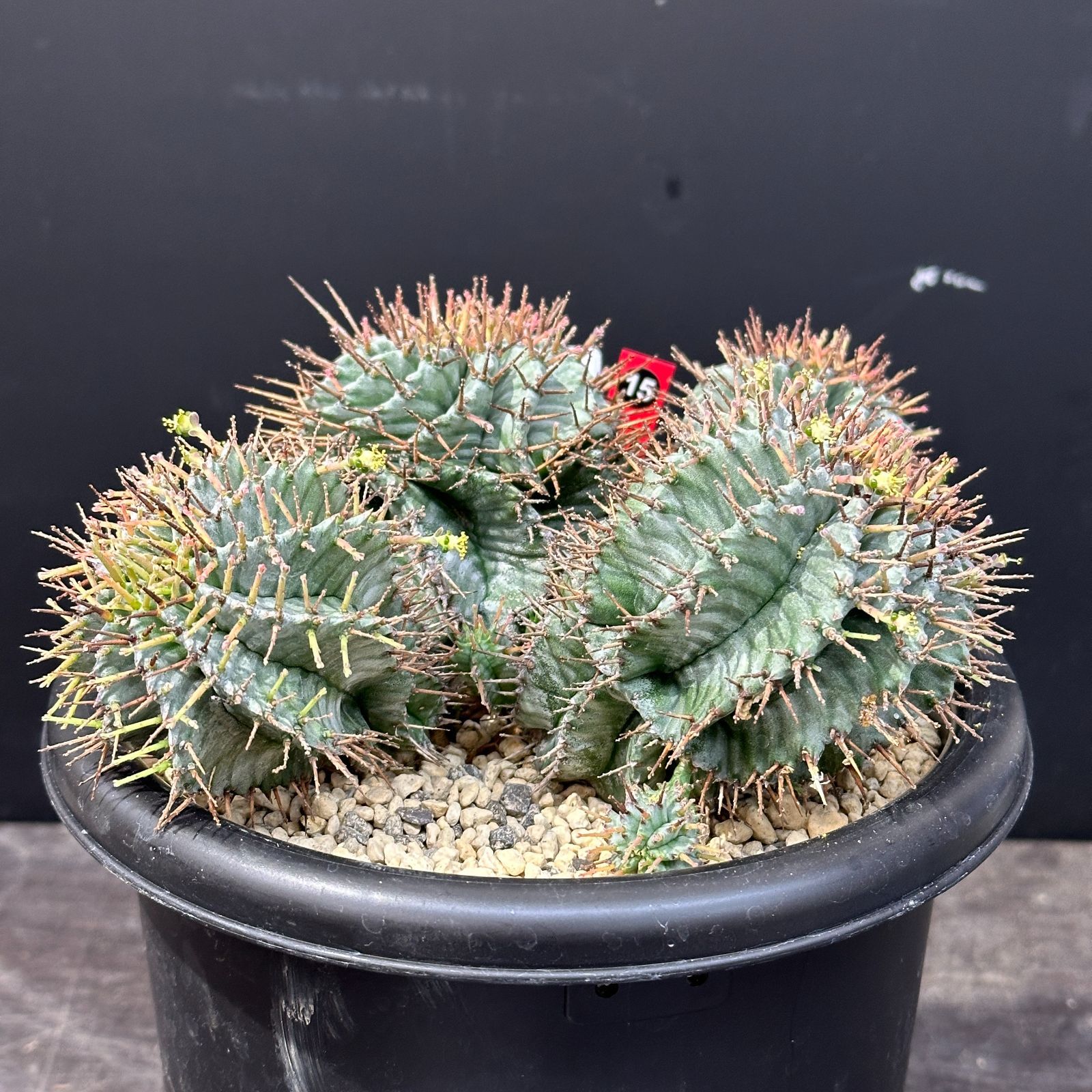 #15 Euphorbia horrida ユーフォルビア ホリダ 多頭 多肉植物