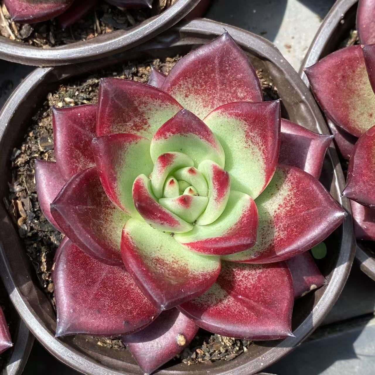 ZX100×12株 レッドバロン 多肉植物 抜き苗 アエオニウム エケベリア