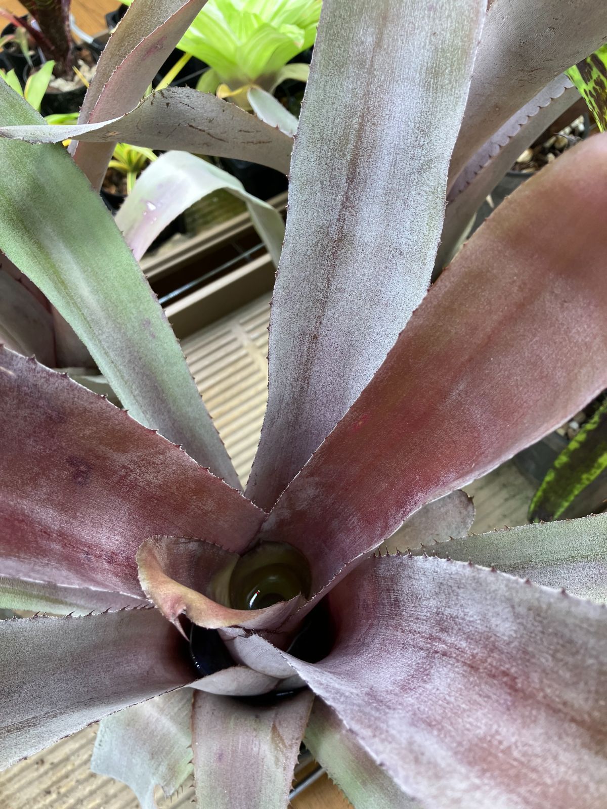 【希少】Aechmea エクメア ムルフォーディ マルバ 沖縄育ち Amazon.co.jp: 【希少】 Aechmea エクメア ムルフォーディ