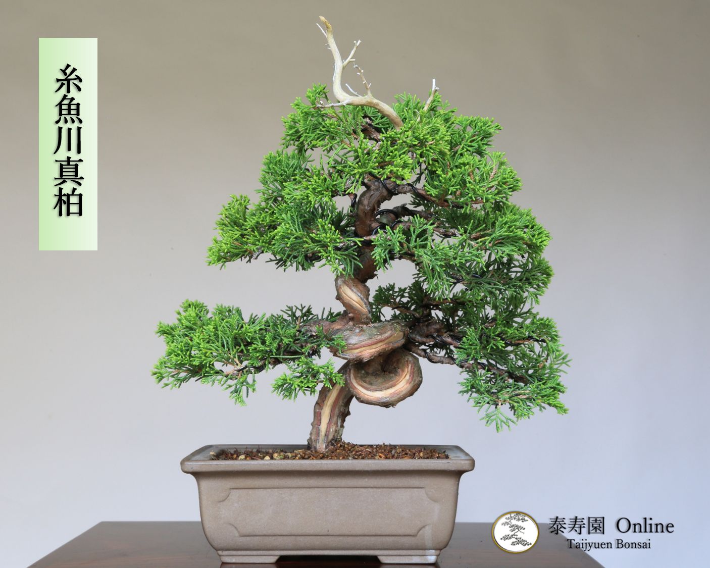 糸魚川真柏 捻転幹 ジン シャリ 小品盆栽 泰寿園 Online 現品 真柏 松柏 松 室内 鑑賞 趣味 卓上盆栽 盆栽鉢 グリーン 和 ギフト プレゼント 贈答品 誕生日 母の日 父の日 敬老の日 記念日 お祝い 優良葉性 インテリア 2