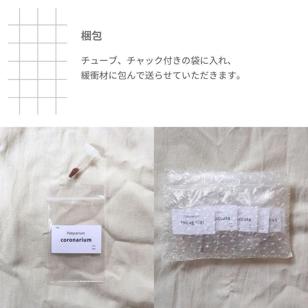 胞子] holttumii thin ホルタミー シン ビカクシダ - メルカリ