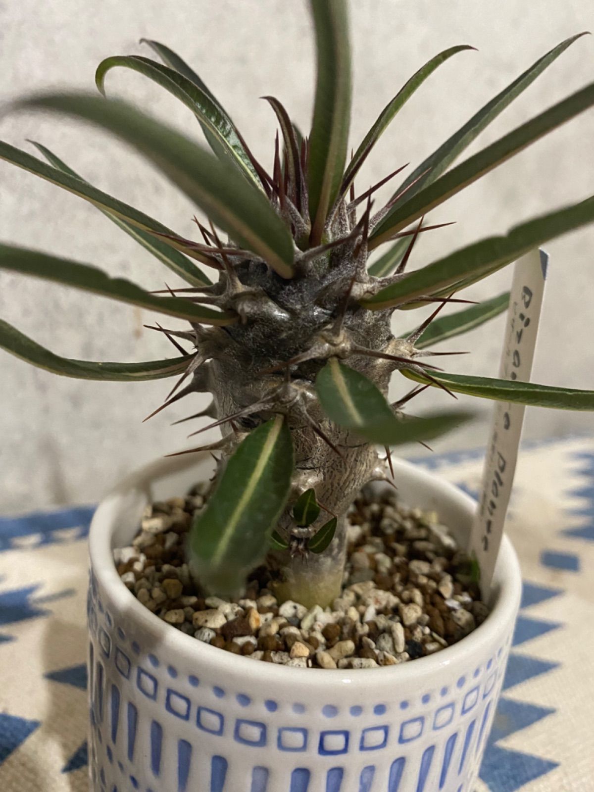 本物品質の パキポディウム ミケア Pachypodium mikea 塊根植物 送料込 nakatu.ee