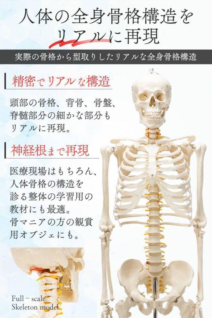 等身大 人体模型 170cm 神経根有り 全身骨格模型 骨格標本 1743 等身大 人体模型 170cm 神経根有り 全身骨格模型 骨格標本 1743
