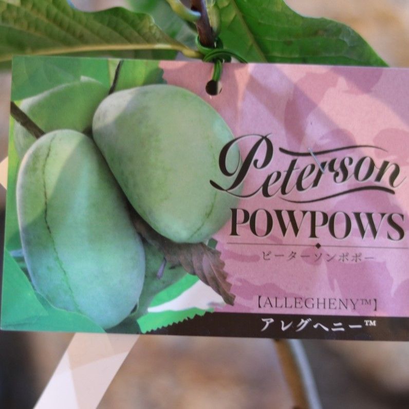 ポポー ウイルソン 接木 大株 果樹苗木 果実苗木 果樹苗 果実苗 実