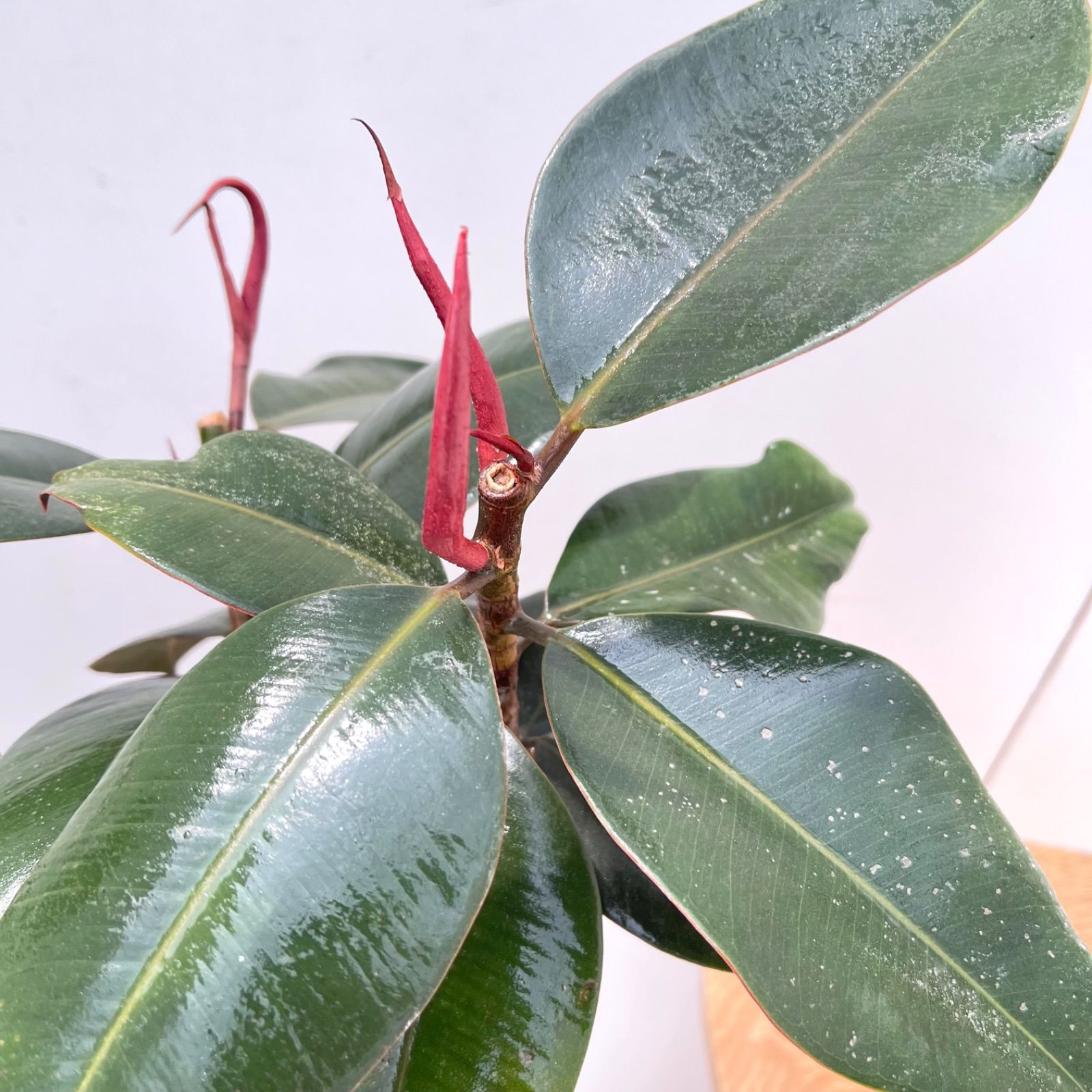 観葉植物 フィカス バーガンディ 観葉植物 フィカス バーガンディ 5号 ノーマル ベラ ピンク