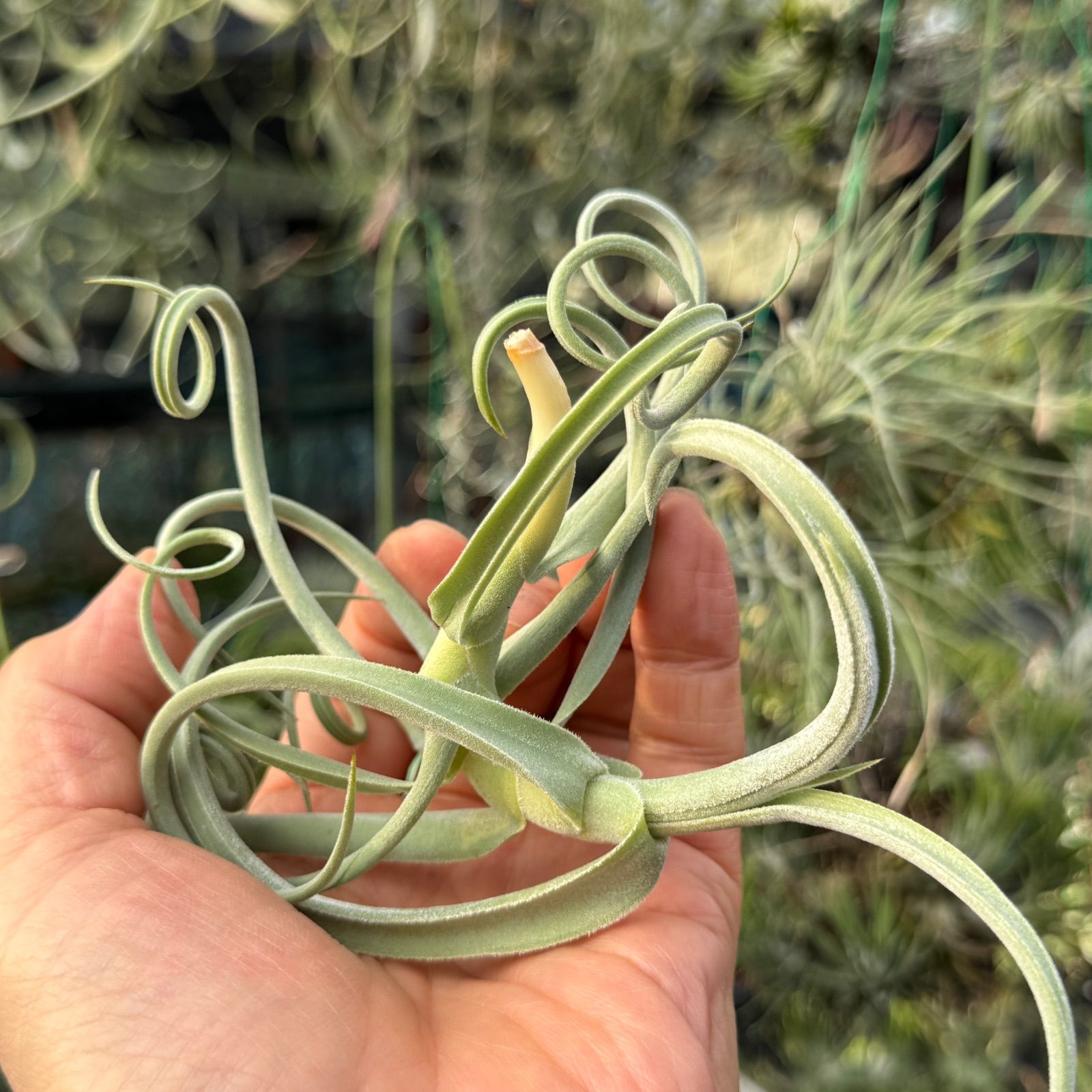 エアプランツ（チランジア）ドゥラティS※送料無料 | 日本ライン花木