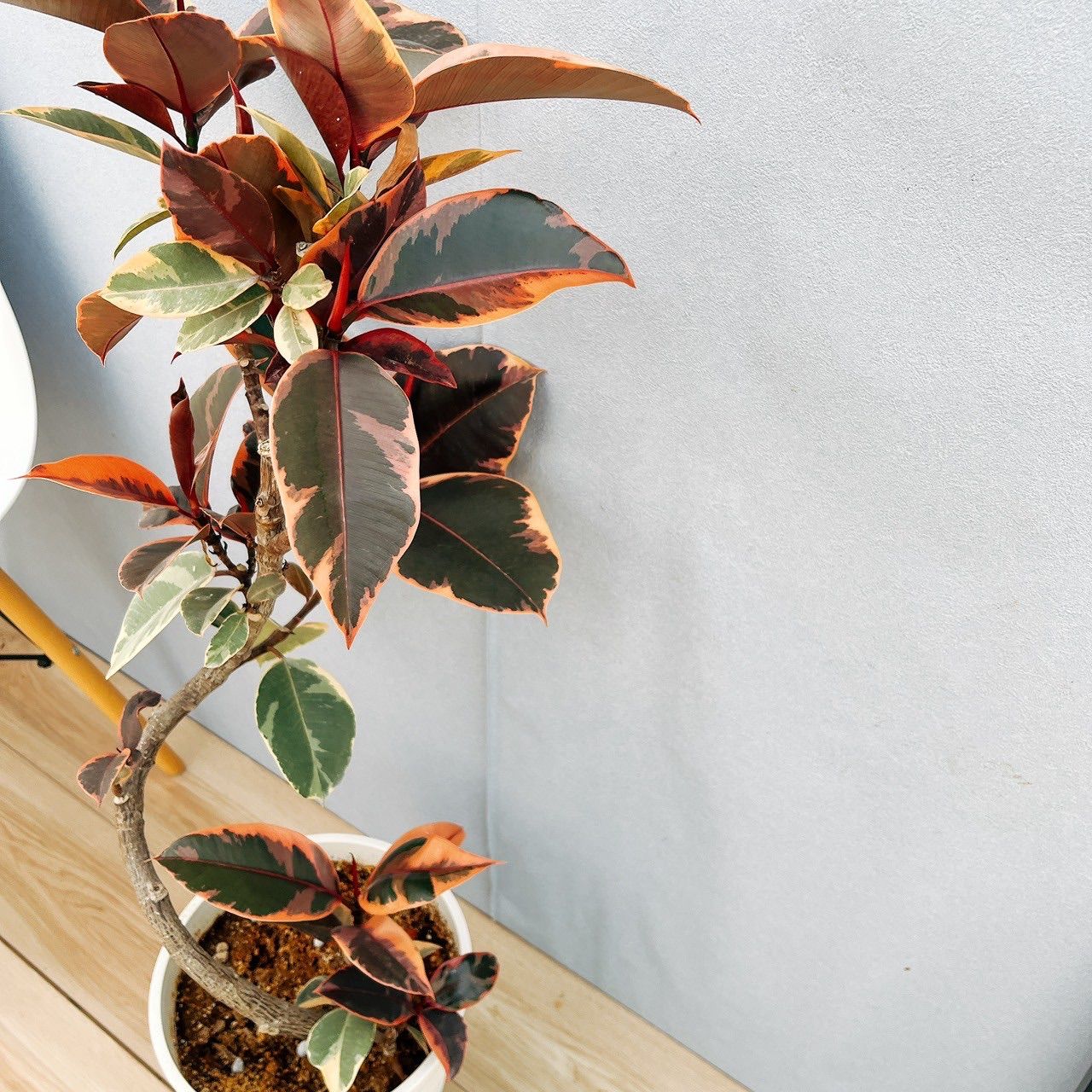 ［現品］97番　フィカスルビー　曲がり　8号　観葉植物　室内　ゴムの木 可愛い 38882ef35f5d9238ba48b3c60beb2d